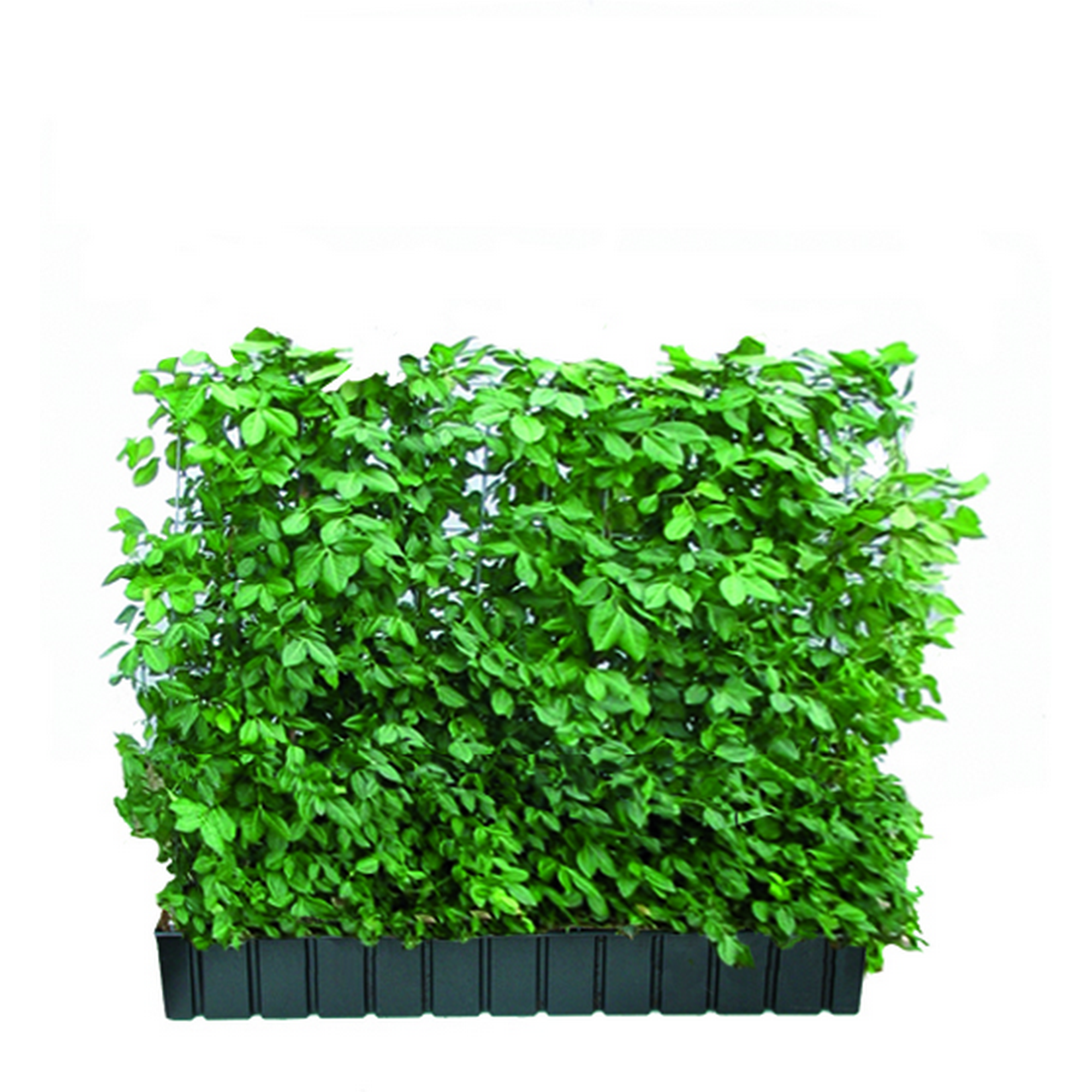 Hecke am laufenden Meter® Spindelstrauch 'Coloratus' 100 x 120 cm + product picture