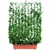 Efeu Hecke am Rankgitter im Topf