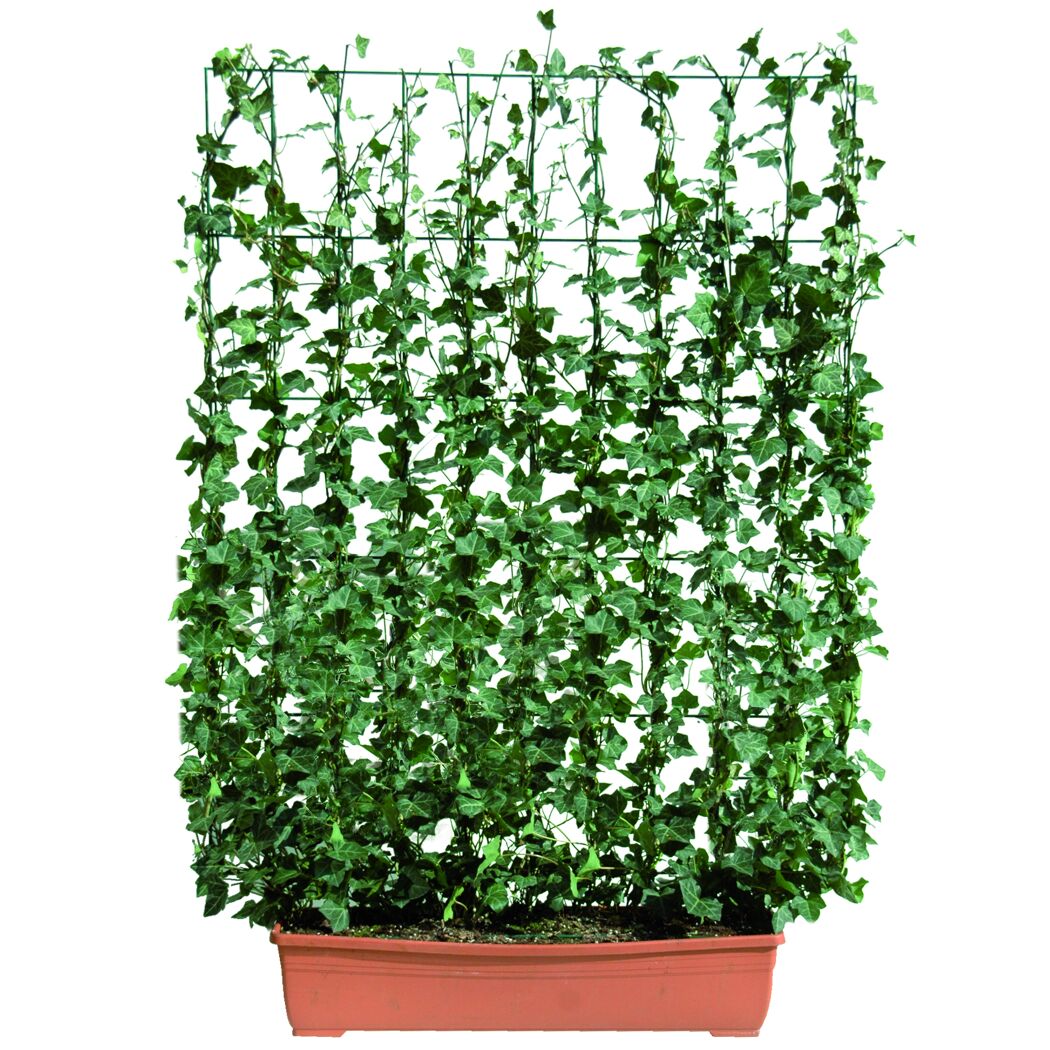 Efeu Hecke am Rankgitter im Topf