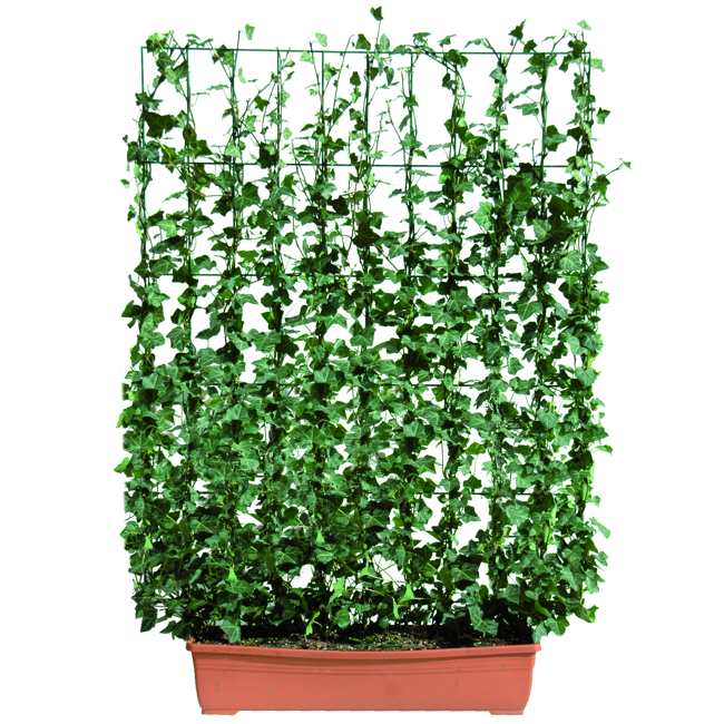 Bild von Hecke am laufenden Meter® Efeu 'Woerneri' Balkon 130 x 100 cm