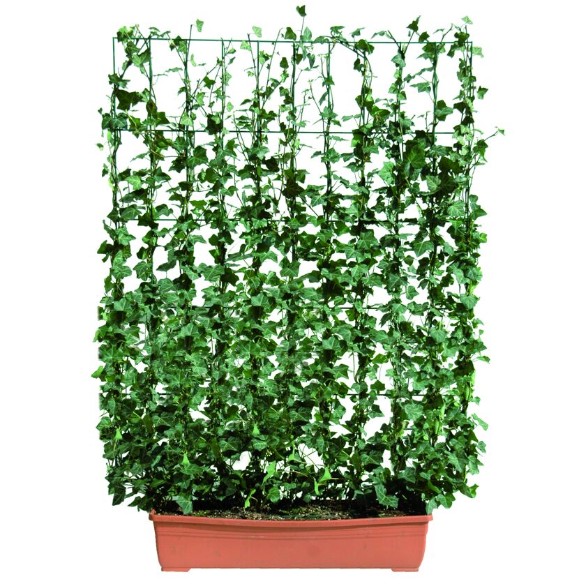 Efeu Hecke am Rankgitter im Topf