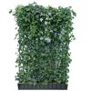 Efeu Hecke mit violetten Blüten