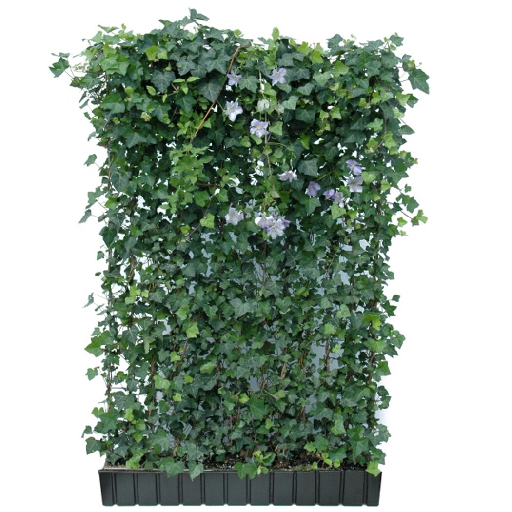 Efeu Hecke mit violetten Blüten