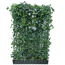Hecke am laufenden Meter® Efeu 'Woerneri'/Clematis hellblau 180 x 120 cm