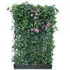 Hecke am laufenden Meter® Efeu 'Woerneri'/Clematis rosa 180 x 120 cm