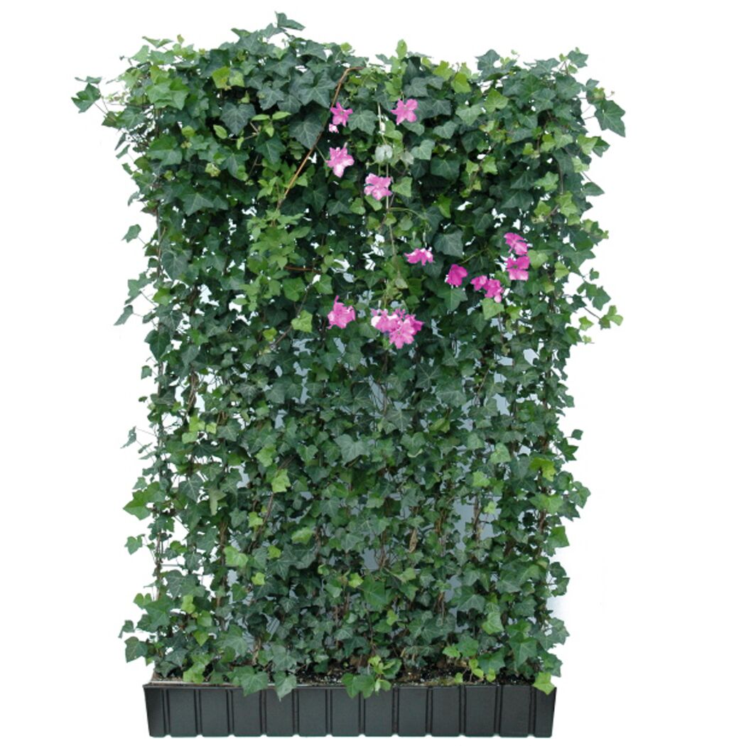 Hecke am laufenden Meter® Efeu 'Woerneri'/Clematis rosa 180 x 120 cm