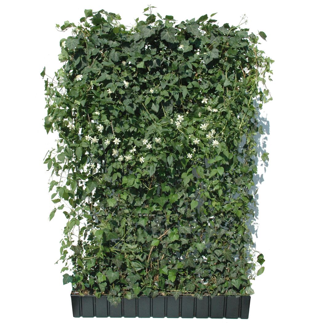 Efeu Hecke mit weißen Blüten im schwarzen Pflanzkasten