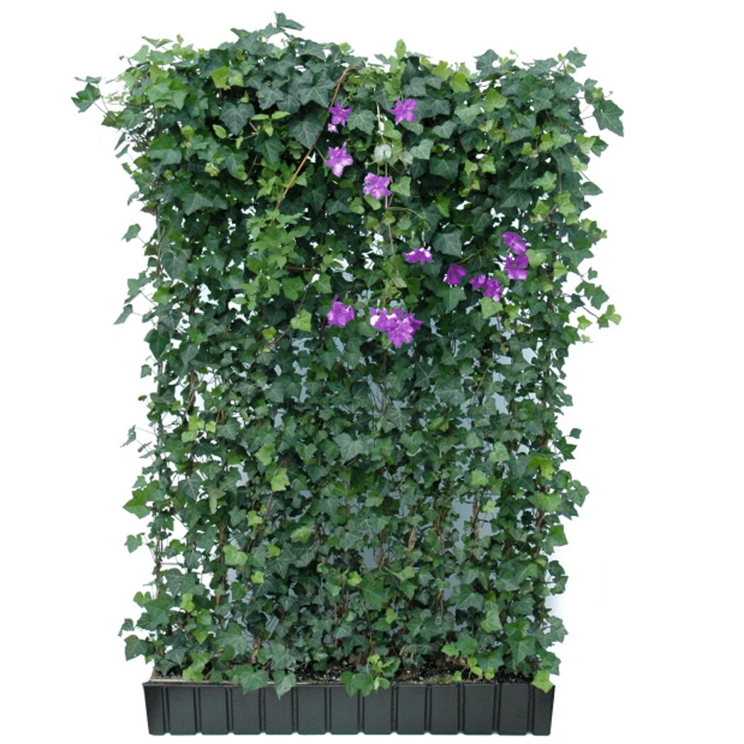 Efeu Hecke mit violetten Blüten im braunen Kasten