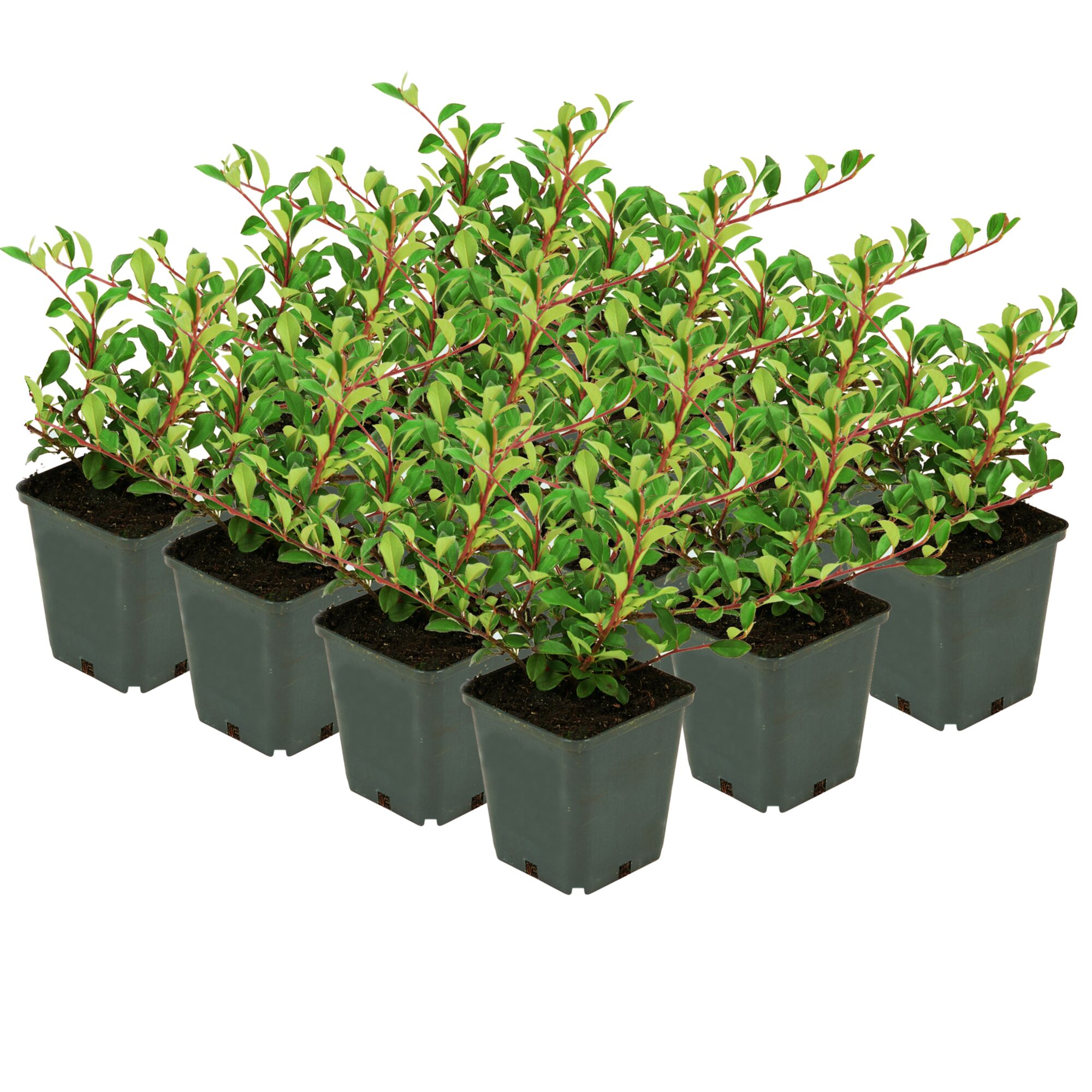 Neun Pflanzen in schwarzen Töpfen