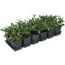 COTONEASTER DAMMERI RADIANS 12er Set