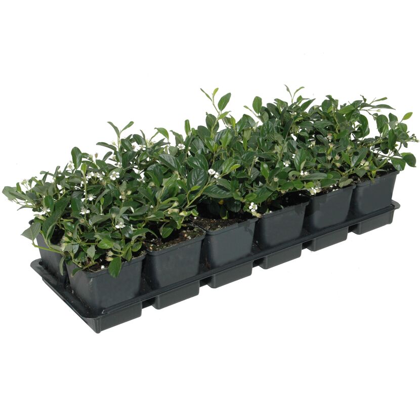 COTONEASTER DAMMERI RADIANS 12er Set