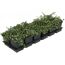 Cotoneaster Dammeri in einer schwarzen Kunststoffschale