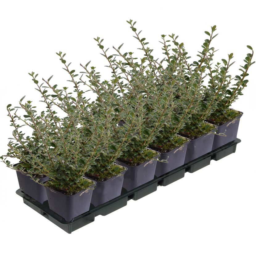 Zwergmispel 'Cochleatus' weiß 9 cm Topf, 12er Set