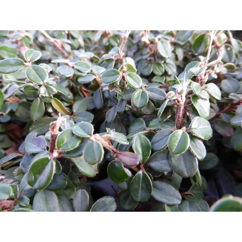 Zwergmispel 'Cochleatus' weiß 9 cm Topf, 12er Set