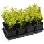 Spindelstrauch 'Emerald Gold' 13 cm Topf, 8er-Set