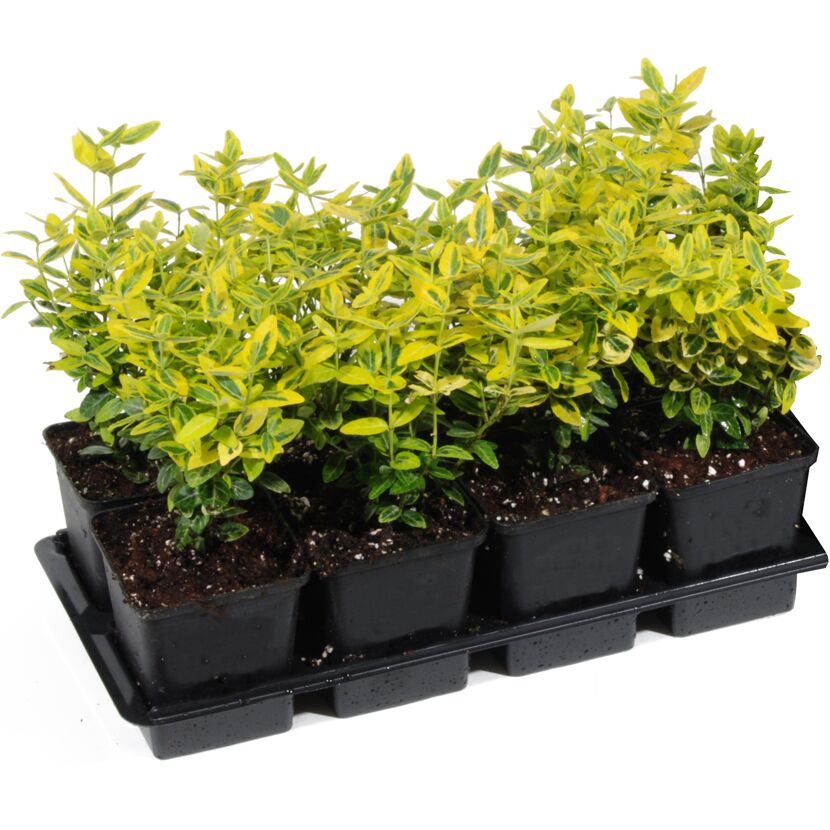 Spindelstrauch 'Emerald Gold' 13 cm Topf, 8er-Set