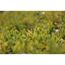 Spindelstrauch 'Emerald Gold' 13 cm Topf, 8er-Set