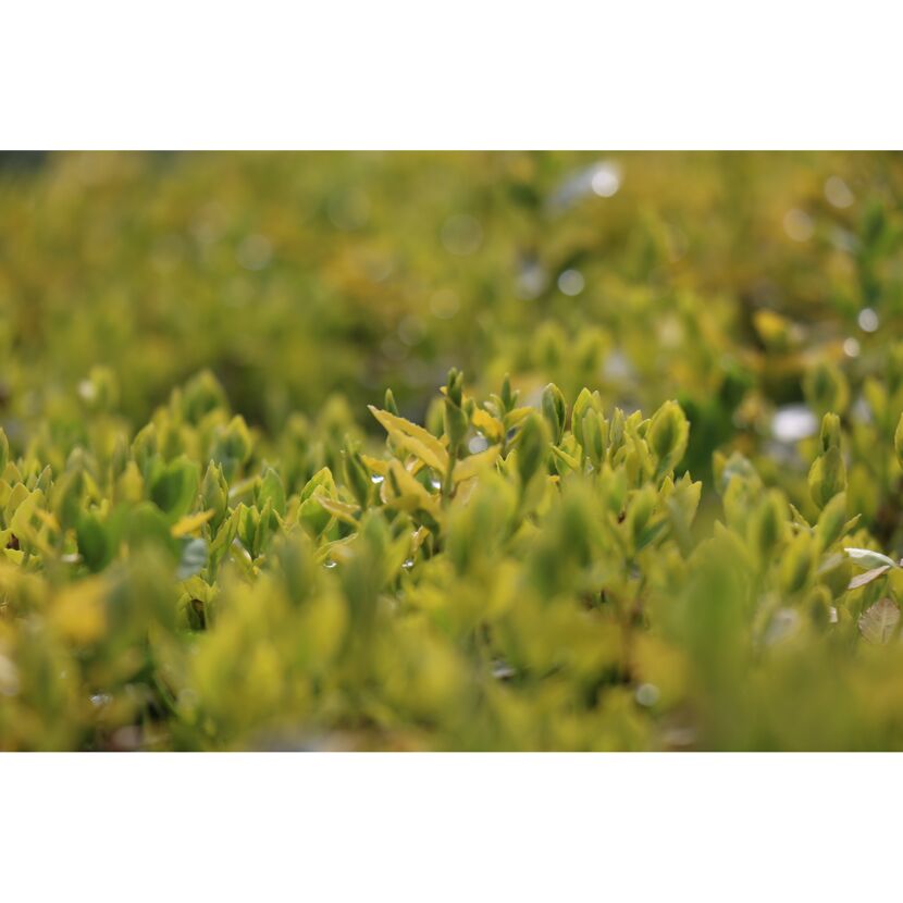 Spindelstrauch 'Emerald Gold' 13 cm Topf, 8er-Set