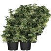 hauptbild