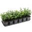 Spindelstrauch 9 cm Topf 12er-Set