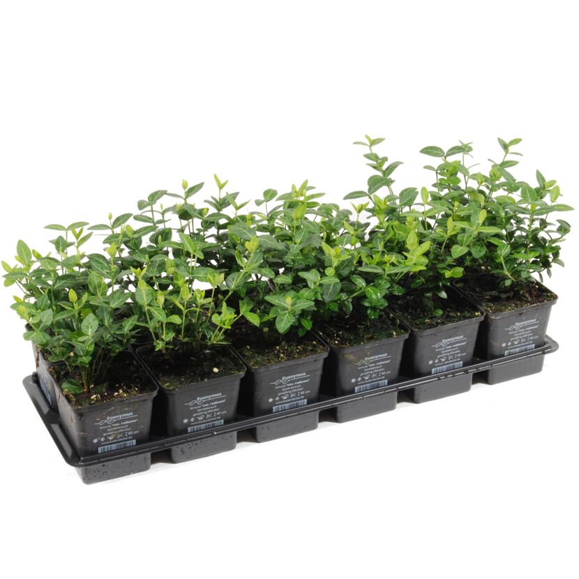 Spindelstrauch 9 cm Topf 12er-Set