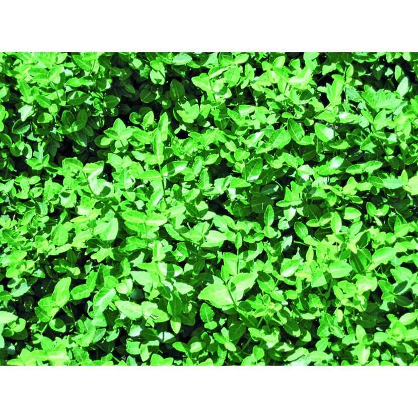 Spindelstrauch 9 cm Topf 12er-Set