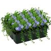 12er-Set Vinca Minor Marie