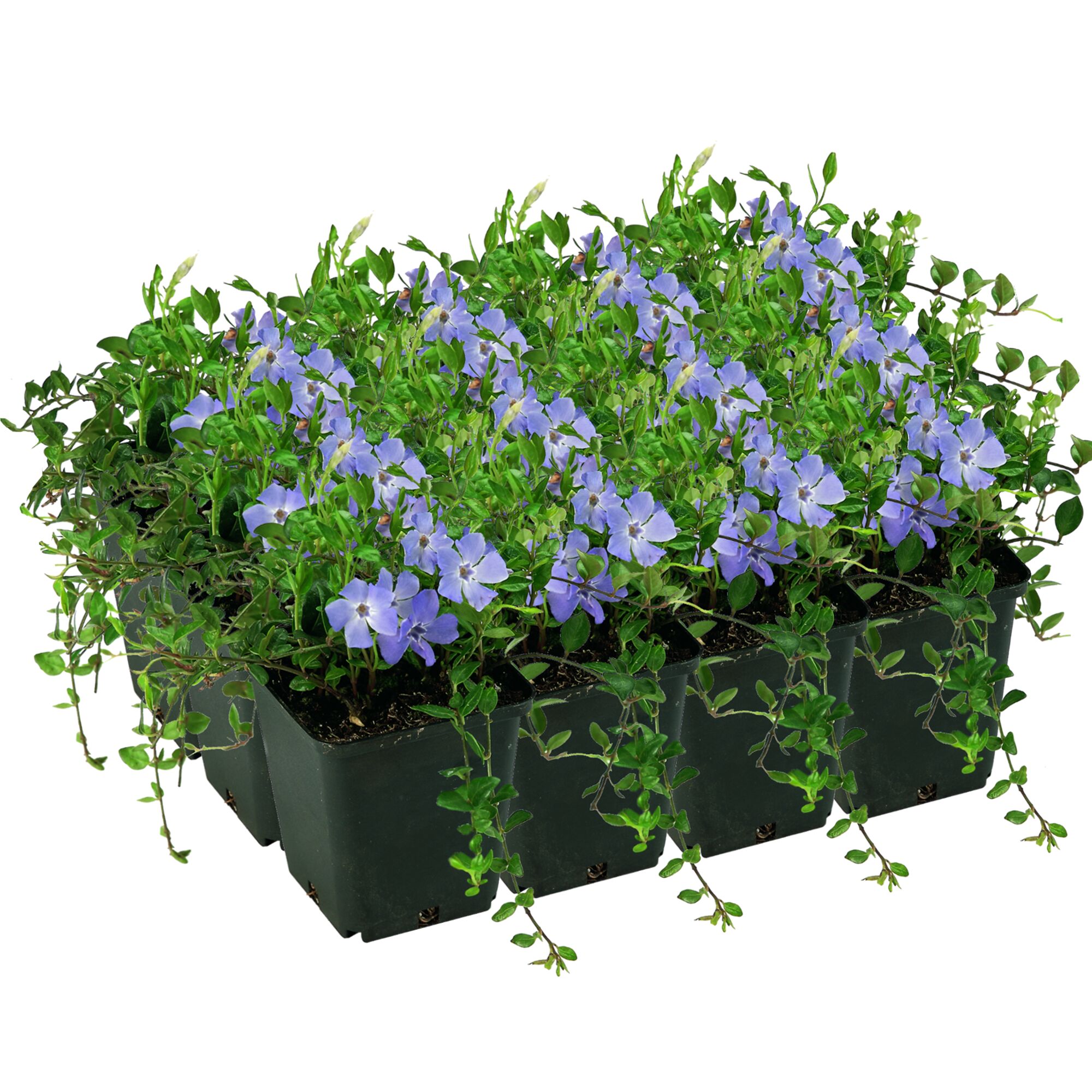 12er-Set Vinca Minor Marie