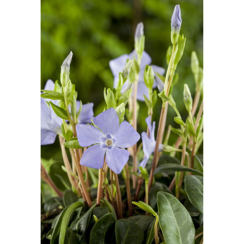 Vinca Minor Marie mit hellblauen Blüten