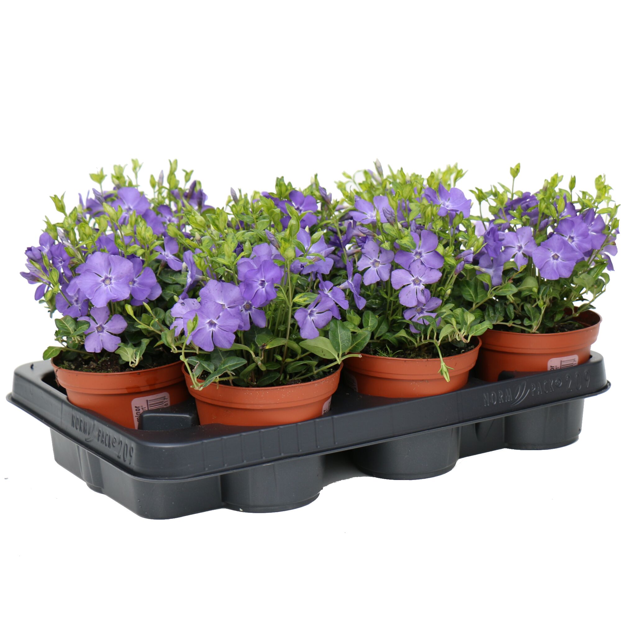 Sechs Töpfchen mit blühendem Immergrün