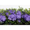 Lila blühende Vinca Minor