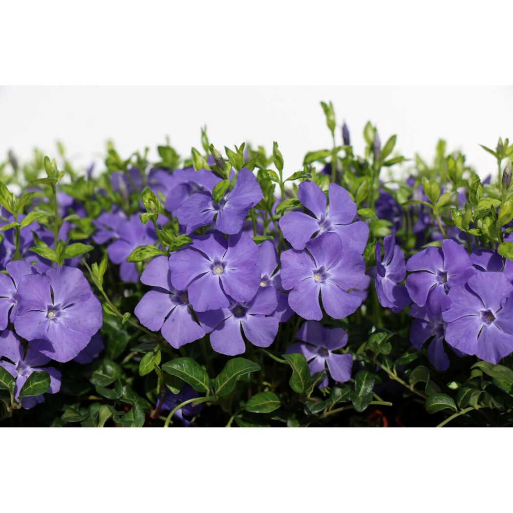 Lila blühende Vinca Minor