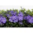 Lila blühende Vinca Minor