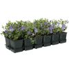12er Set Vinca Minor Ralph Shugert