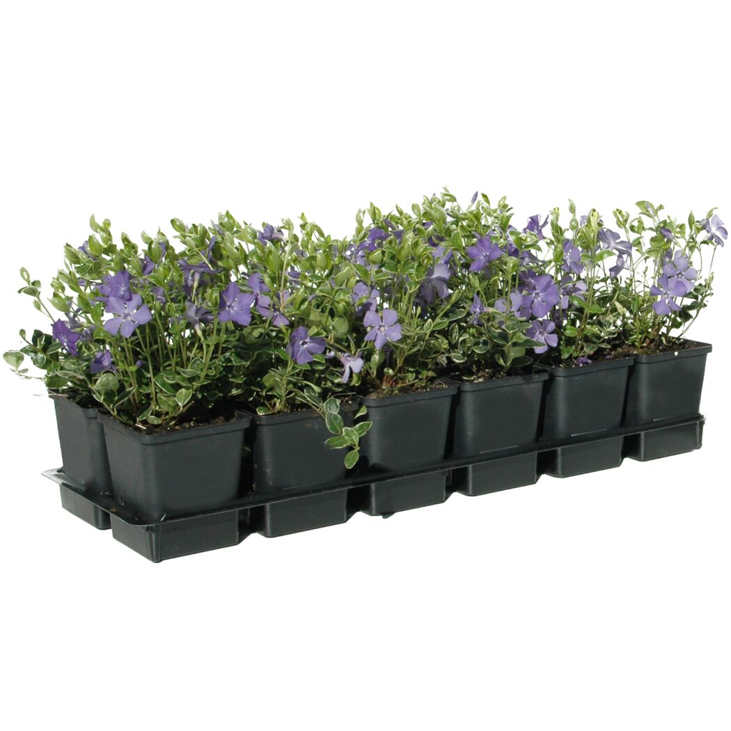 12er Set Vinca Minor Ralph Shugert