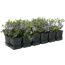 12er Set Vinca Minor Ralph Shugert