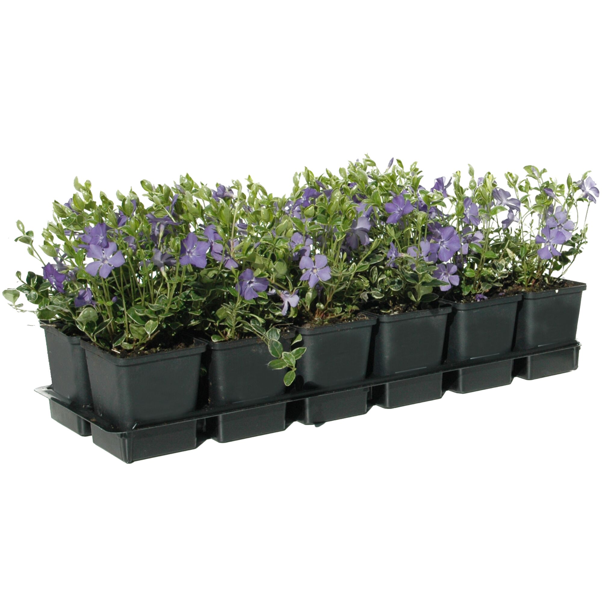 12er Set Vinca Minor Ralph Shugert