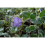 Verkleinertes Bild von Kleinblättriges Immergrün 'Ralph Shugert' violett 9 cm Topf, 12er-Set