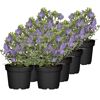 Kleinblättriges Immergrün 'Ralph Shugert' violett 13 cm Topf, 8er-Set