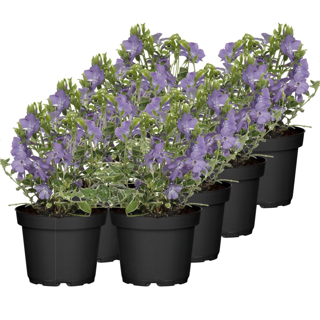Kleinblättriges Immergrün 'Ralph Shugert' violett 13 cm Topf, 8er-Set