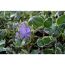 Kleinblättriges Immergrün 'Ralph Shugert' violett 13 cm Topf, 8er-Set