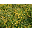Verkleinertes Bild von Waldsteinia gelb 1 qm 9 cm Topf 12er-Set