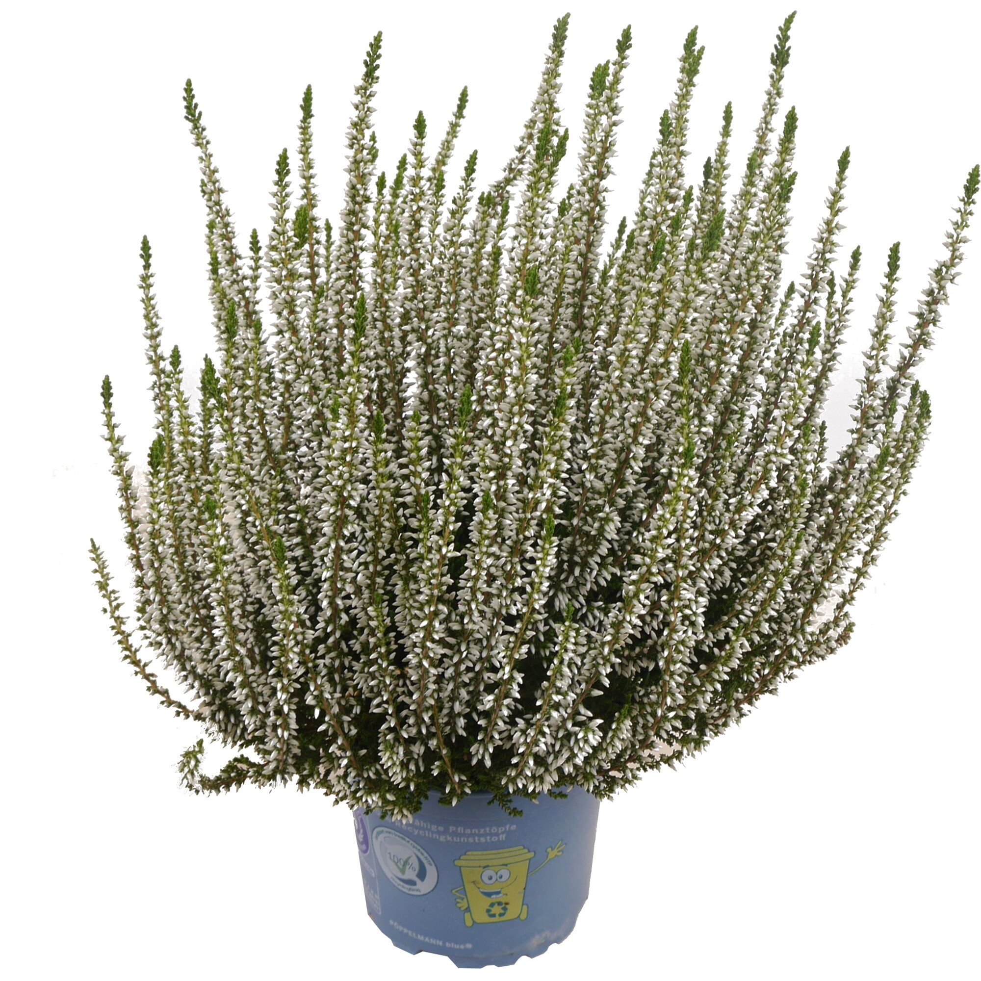 Weiße Knospenheide in einem blauen Topf