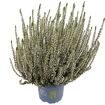 hauptbild