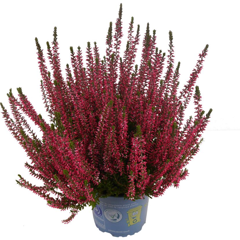 Rosa Knospenheide in blauem Topf
