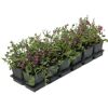 Sechs Töpfchen mit Vinca minor Atropurpurea