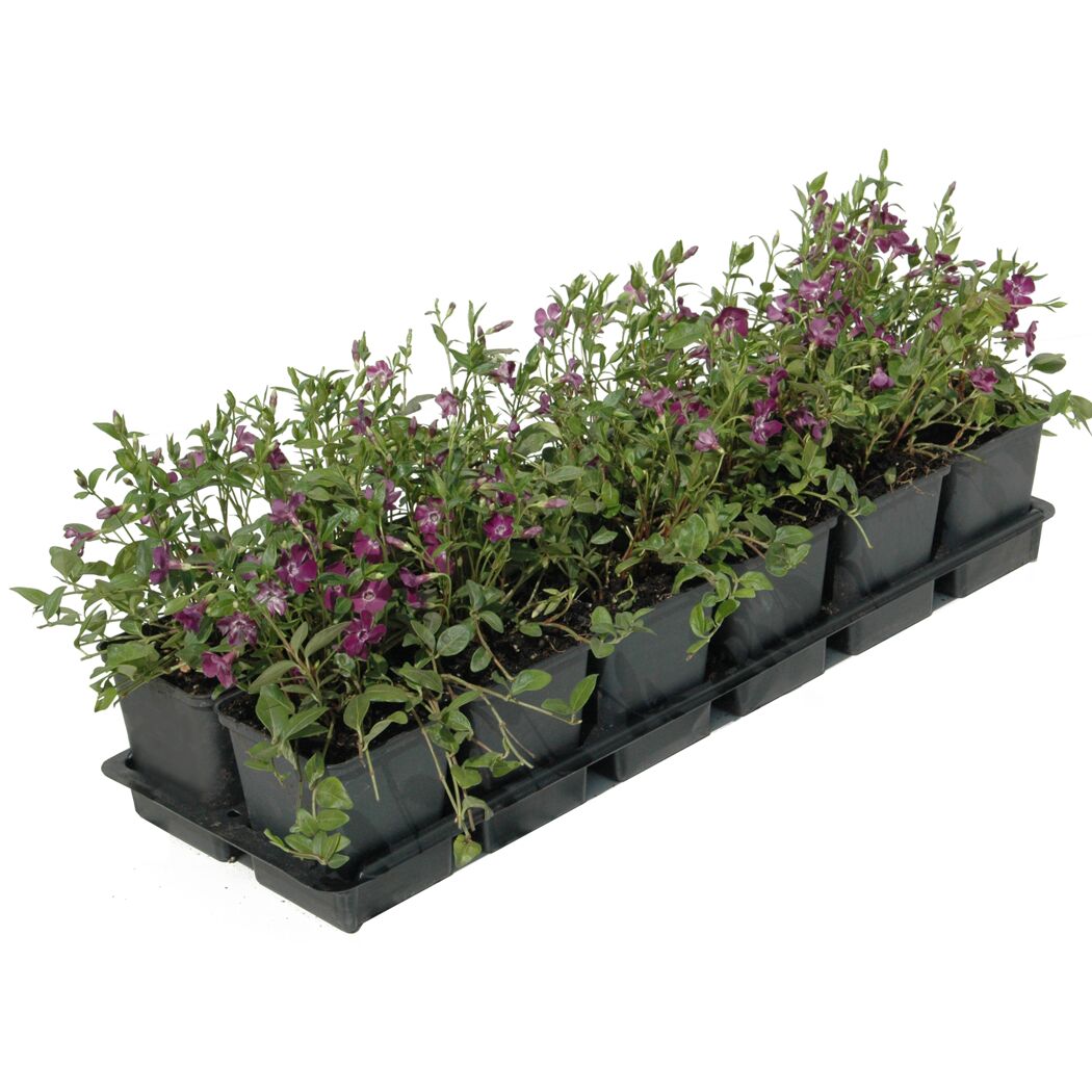 Sechs Töpfchen mit Vinca minor Atropurpurea