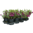 Kleinblättriges Immergrün 'Atropurpurea' violett 13 cm Topf, 8er-Set