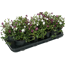 Kleinblättriges Immergrün 'Austria' rot-weiß 13 cm Topf, 8er-Set