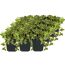 Efeu 'Gold Child' 1 qm 9 cm Topf, 12er-Set